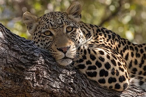 Portrait of a leopard resting on a tree and looking at the camera Okavango Delta-Botswana Animaux reproduction
